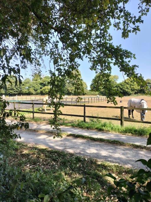 Cosy Cottage With Vineyard View Near Goodwood チチェスター エクステリア 写真
